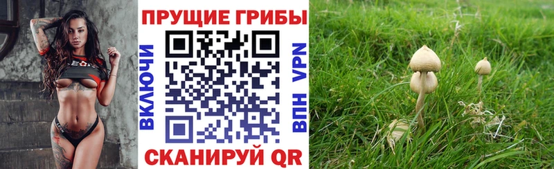 купить наркотик  сайты даркнета какой сайт  Галлюциногенные грибы MAGIC MUSHROOMS  Чебаркуль 